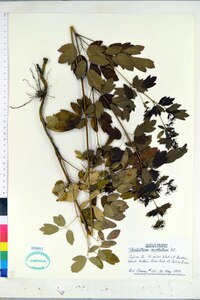 Thalictrum amphibolum image