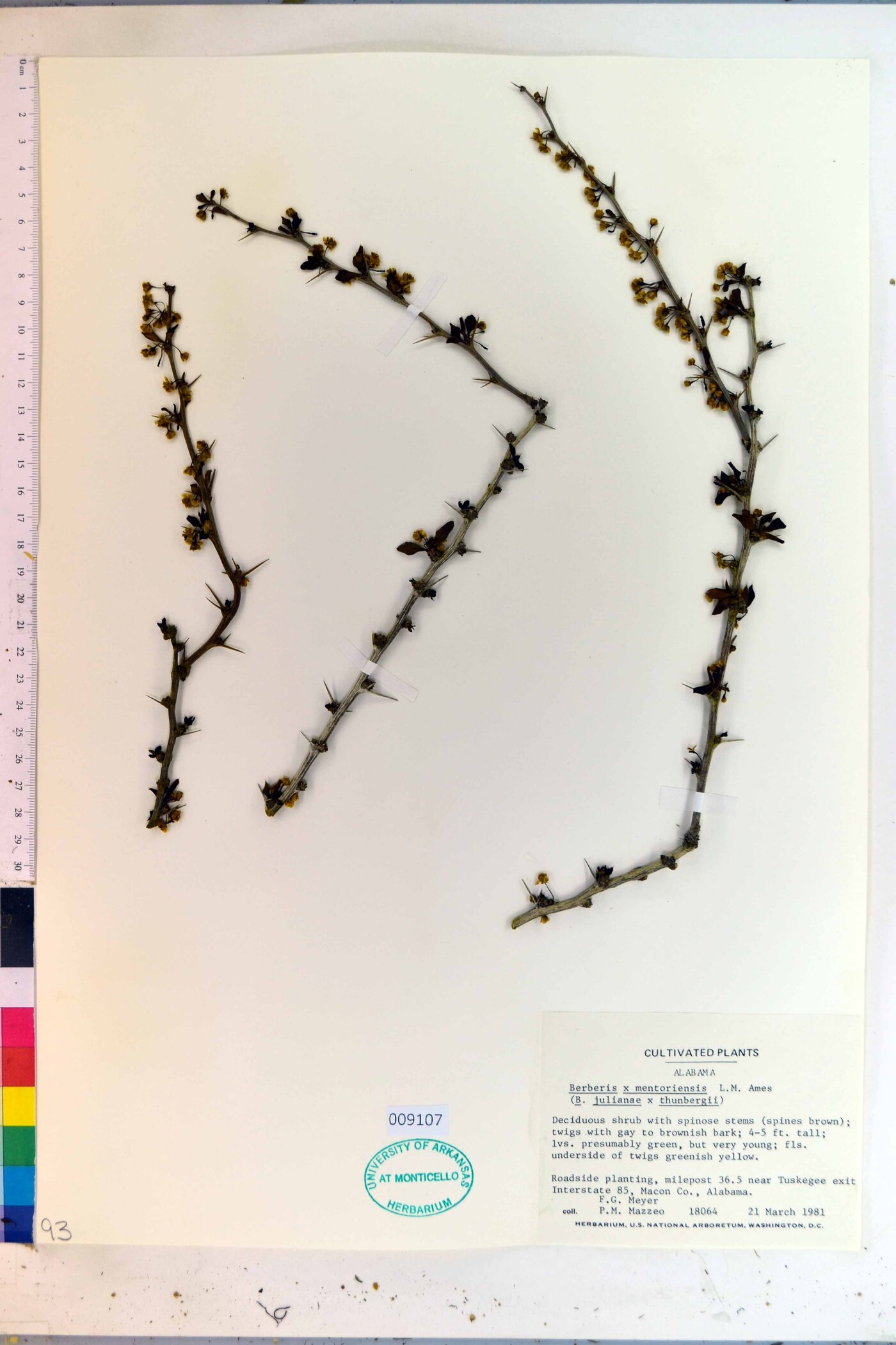 Berberis x mentorensis image