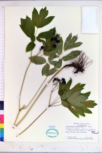 Caulophyllum thalictroides image