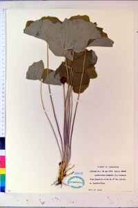 Jeffersonia diphylla image