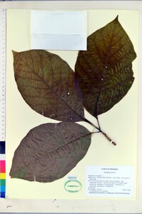 Magnolia acuminata image