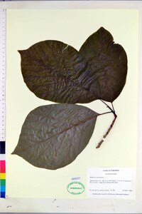 Magnolia acuminata image