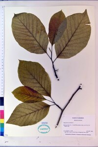 Magnolia acuminata image