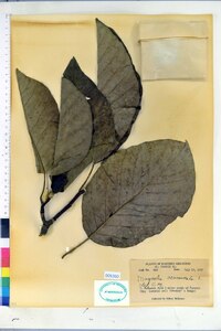 Magnolia acuminata image