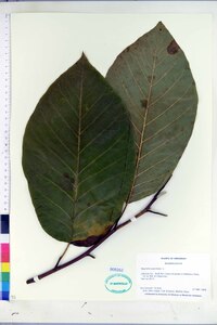 Magnolia acuminata image