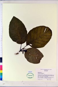 Magnolia acuminata image