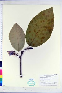 Magnolia acuminata image