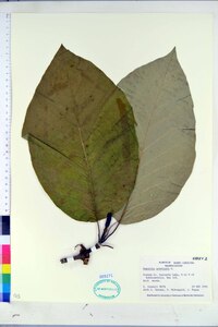 Magnolia acuminata image