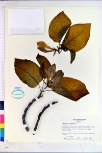 Magnolia acuminata image