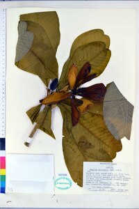 Magnolia officinalis image