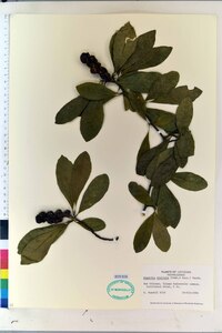 Magnolia stellata image