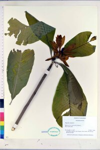 Magnolia tripetala image