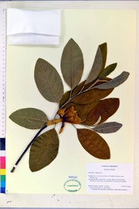 Magnolia virginiana image