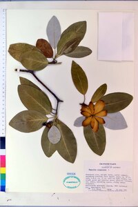 Magnolia virginiana image