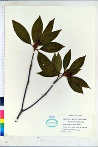 Illicium floridanum image