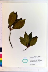 Illicium floridanum image