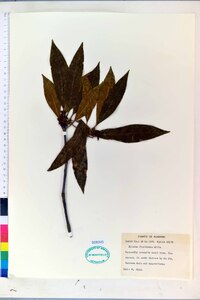 Illicium floridanum image