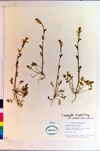 Corydalis micrantha image