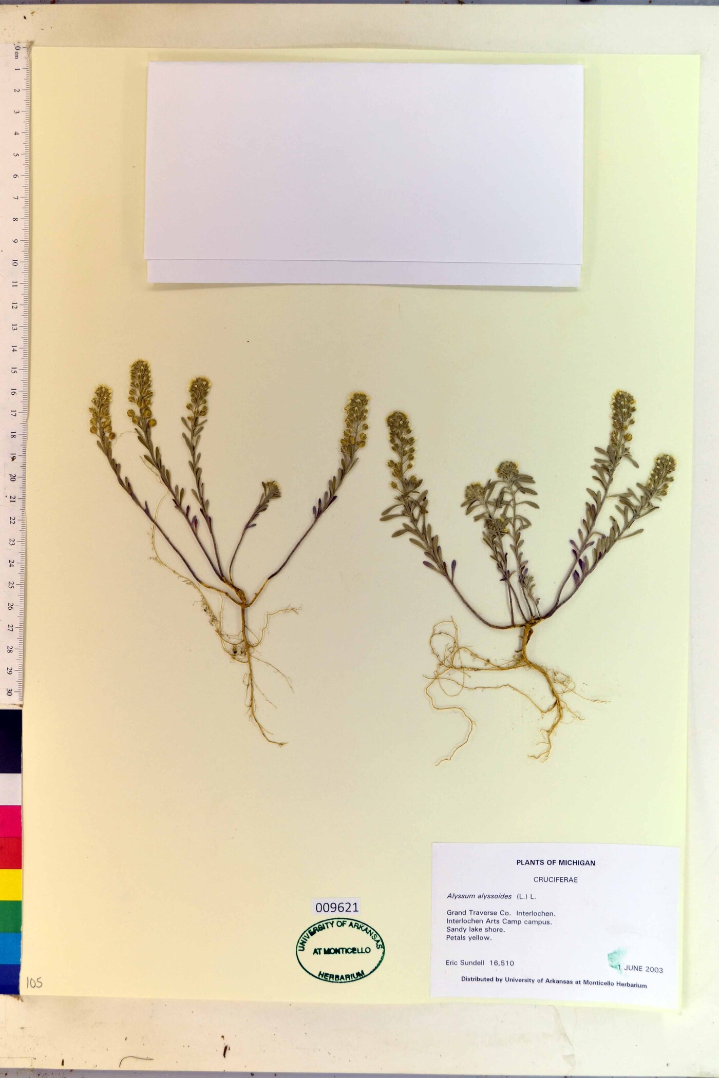 Alyssum alyssoides image