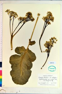 Brassica oleracea var. botrytis image