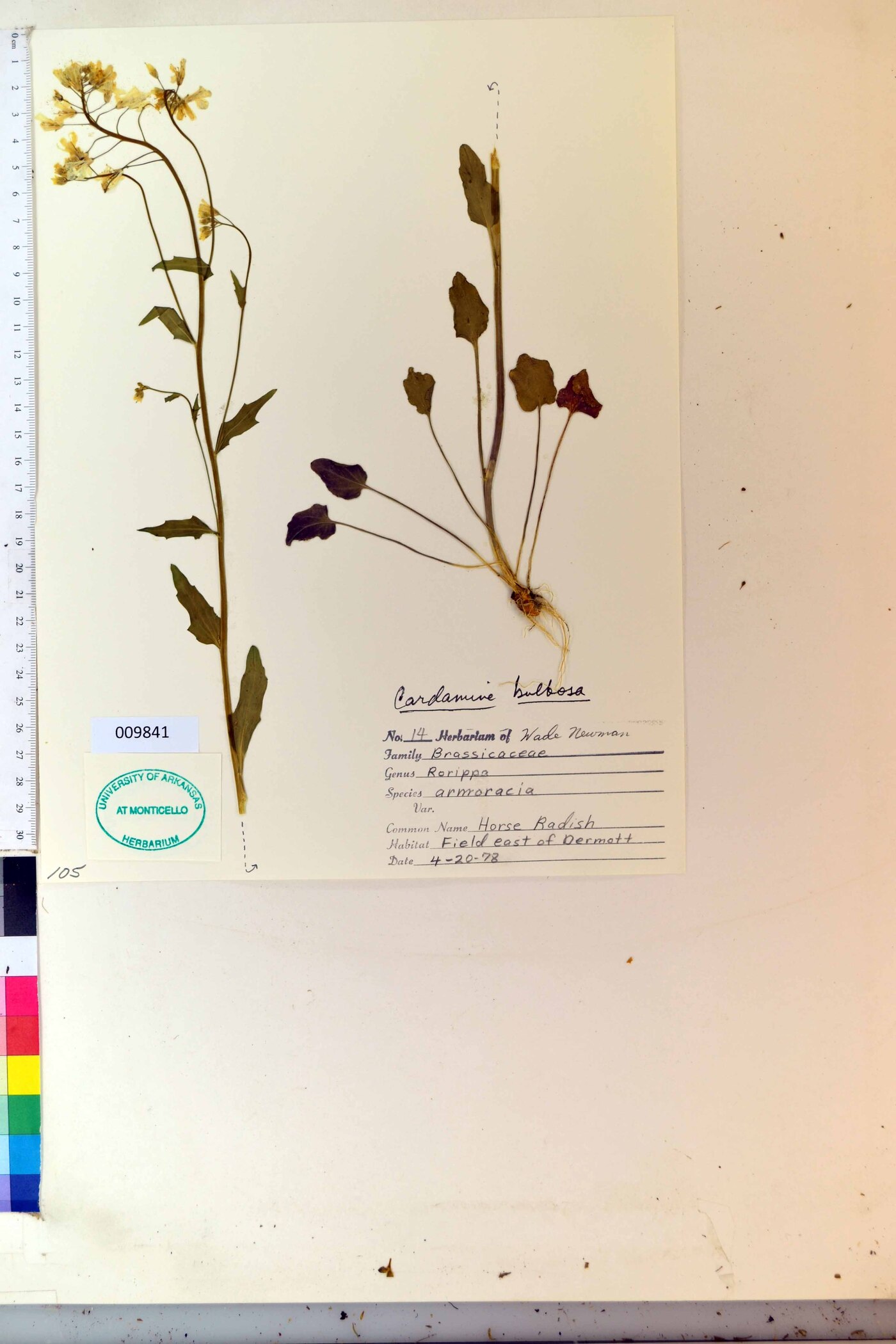 Rorippa armoracia image