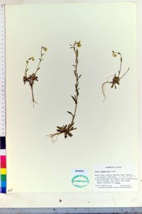 Draba breweri var. cana image