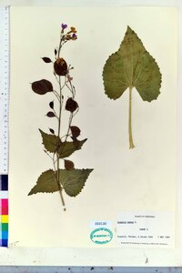 Lunaria annua image