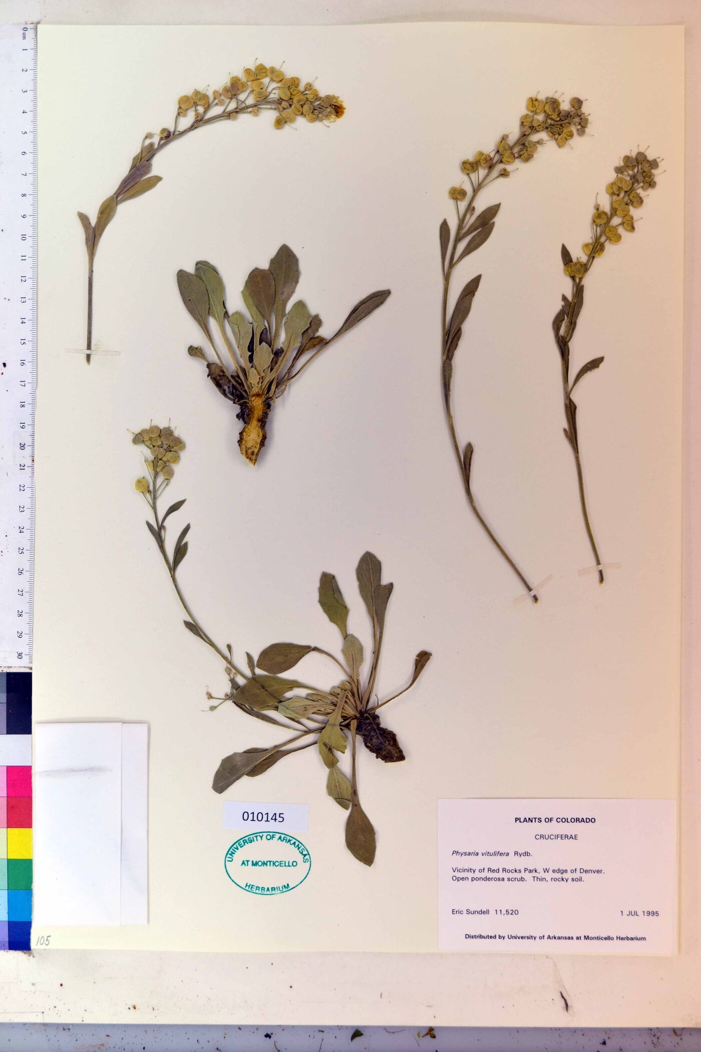 Physaria vitulifera image