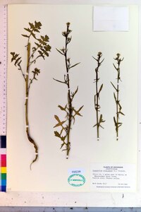 Sisymbrium officinale image