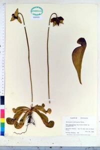 Sarracenia psittacina image