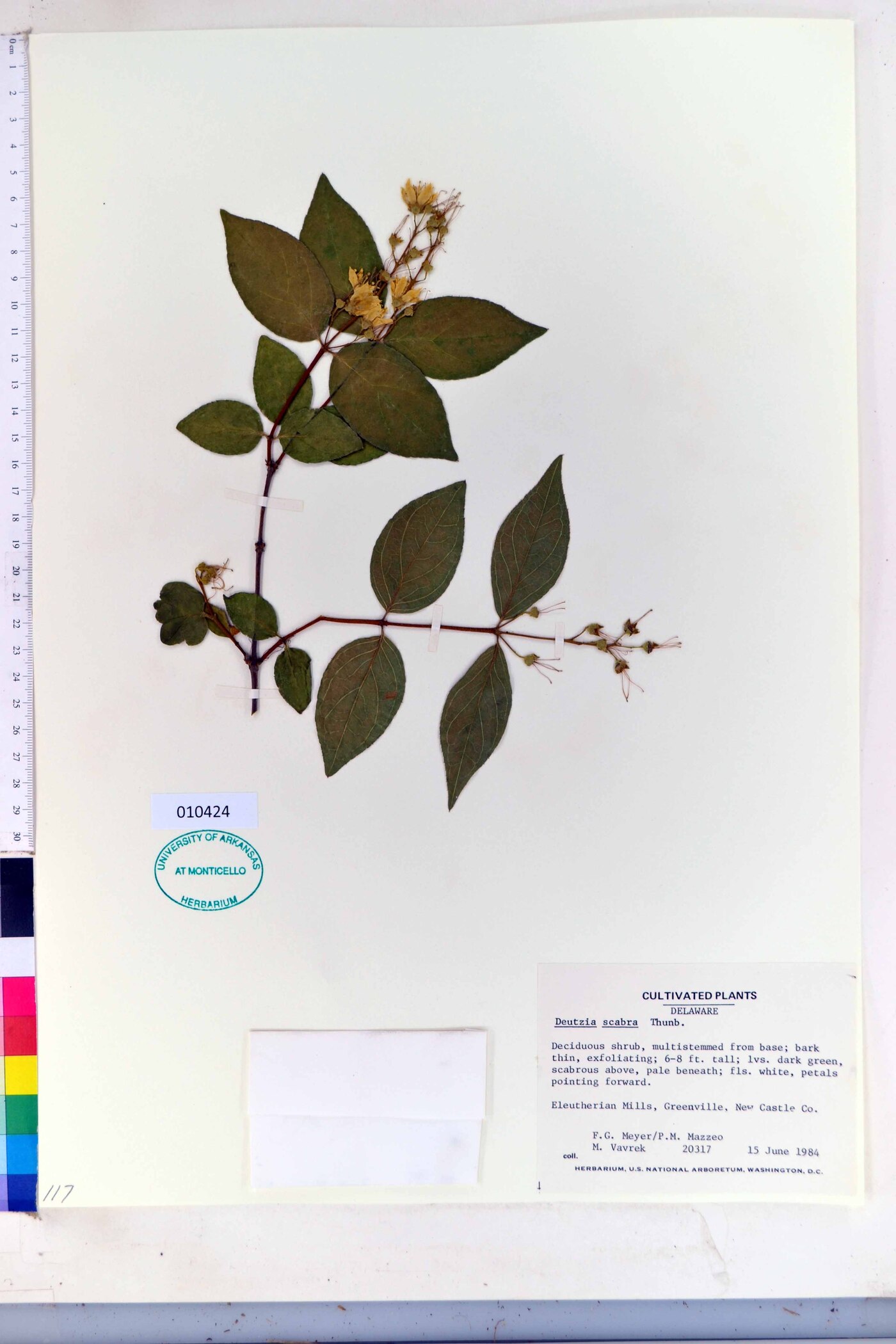 Deutzia scabra image