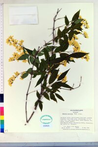 Deutzia gracilis image