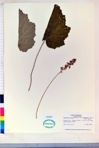 Heuchera villosa var. arkansana image