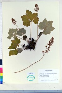 Heuchera villosa image