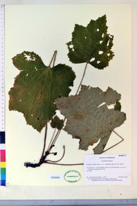 Heuchera villosa image