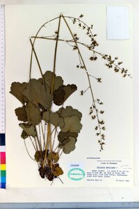 Heuchera americana var. brevipetala image