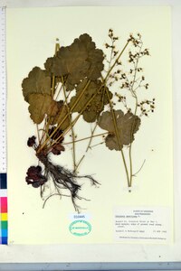 Heuchera americana image