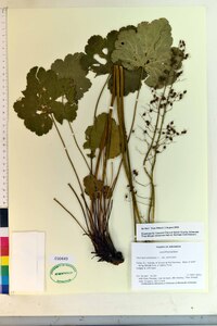 Heuchera americana var. americana image