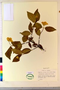 Philadelphus grandiflorus image