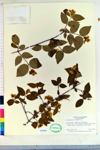 Philadelphus inodorus image