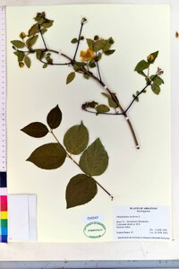 Philadelphus inodorus image