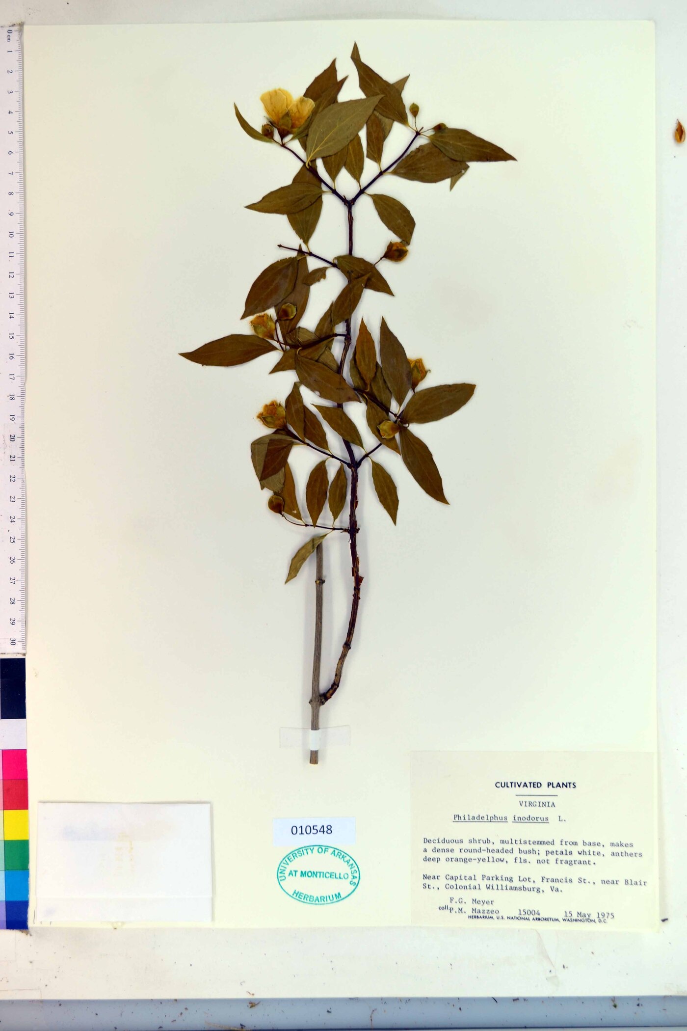 Philadelphus inodorus image