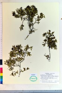 Philadelphus microphyllus image