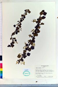 Ribes curvatum image