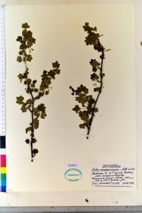 Ribes missouriense image