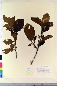 Hamamelis vernalis image