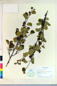 Amelanchier alnifolia image