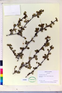 Cercocarpus montanus image