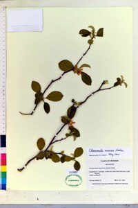 Chaenomeles sinensis image