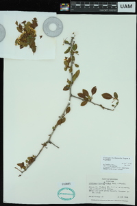 Crataegus brachyacantha image